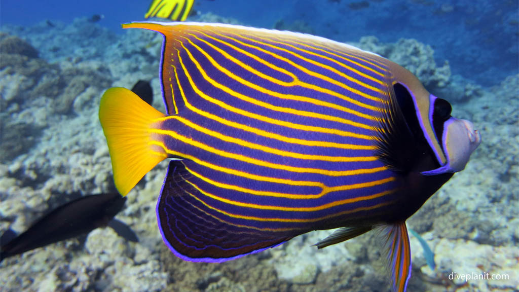 Emperor Angel get a look at these stripes at Arutanga Passage diving Aitutaki in the Cook Islands by Diveplanit