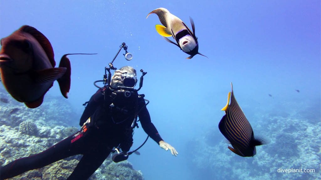 Mayhem diving Aitutaki with Bubbles Below Dive Centre in the Cook Islands by Diveplanit