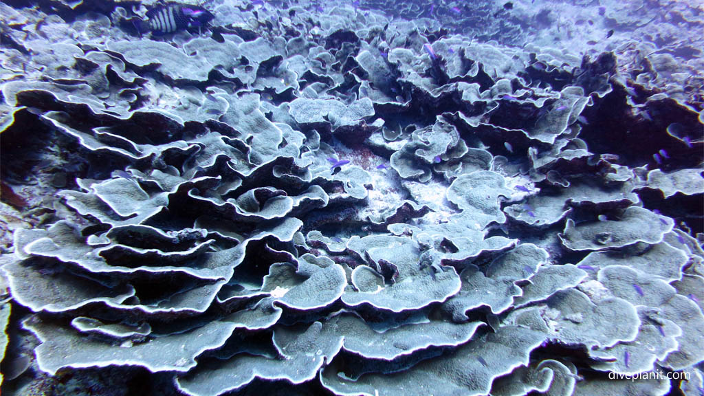 Sheets of blue coral diving Aitutaki with Bubbles Below Dive Centre in the Cook Islands by Diveplanit