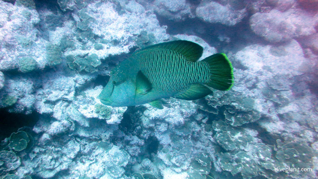 Napolean wrasse diving Aitutaki with Bubbles Below Dive Centre in the Cook Islands by Diveplanit