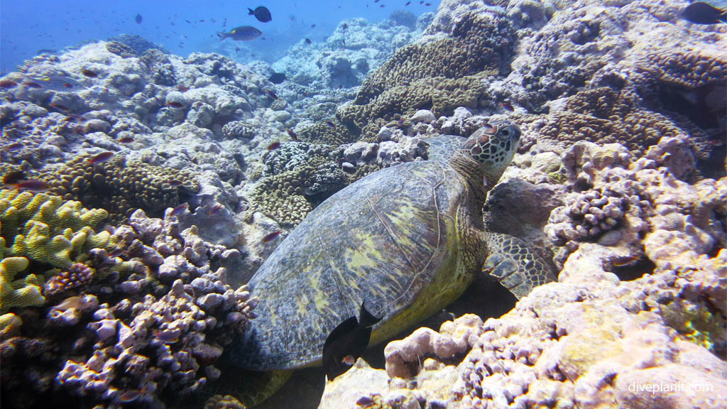 Turtle hoping we wont spot him diving Aitutaki at Arutanga Passage in the Cook Islands by Diveplanit