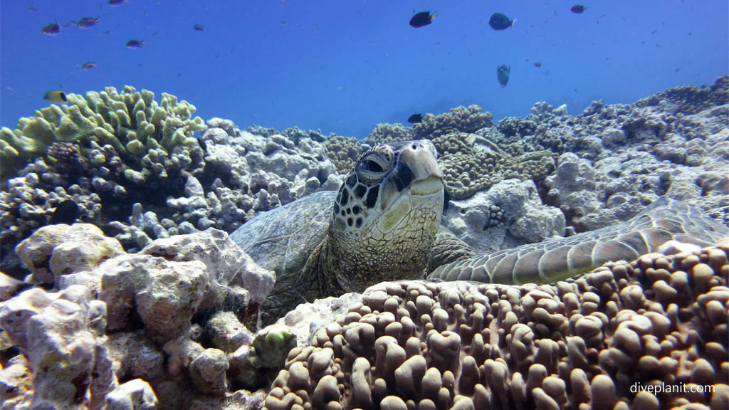 Chilled turtle at Arutanga Passage diving Aitutaki in the Cook Islands by Diveplanit