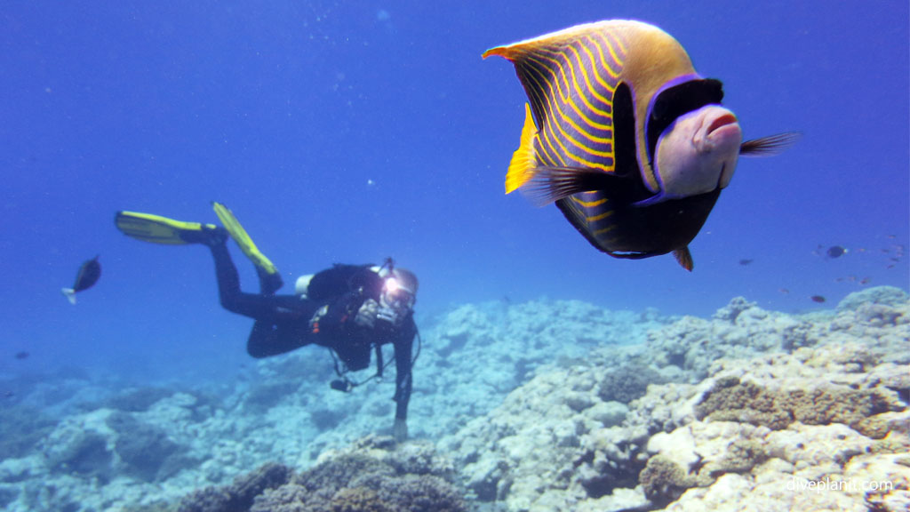 Im an Emperor angel and you cant catch me diving Aitutaki with Bubbles Below Dive Centre in the Cook Islands by Diveplanit