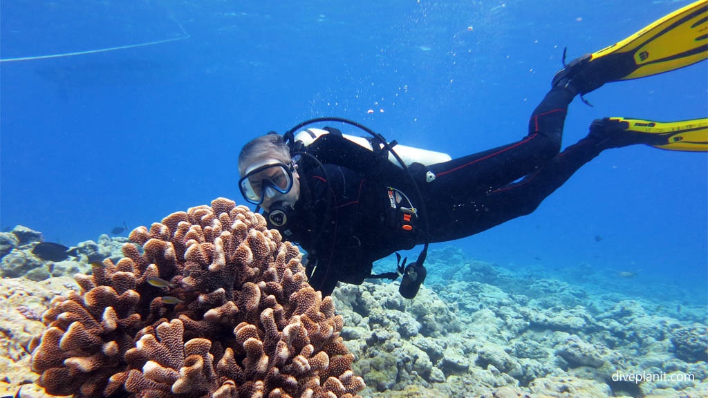 Pocillopora with diver diving Aitutaki with Bubbles Below Dive Centre in the Cook Islands by Diveplanit