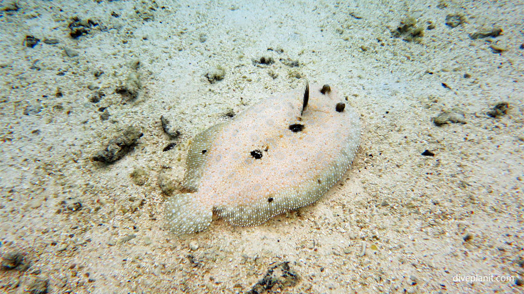 Peacock Flounder slipping away at Rarotonga Lagoon diving Rarotonga in the Cook Islands by Diveplanit