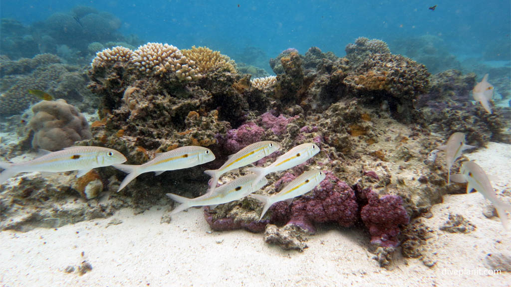 Yellow-stripe Goatfish diving Rarotonga with The Big Fish Dive Centre in the Cook Islands by Diveplanit