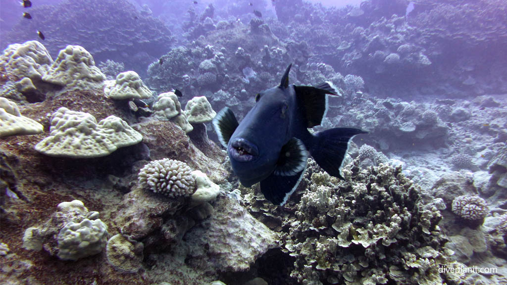 Blue Triggerfish at Ednas Anchor diving Rarotonga in the Cook Islands by Diveplanit