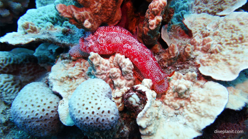 Spanish dancer nudibranch at Ednas Anchor diving Rarotonga in the Cook Islands by Diveplanit