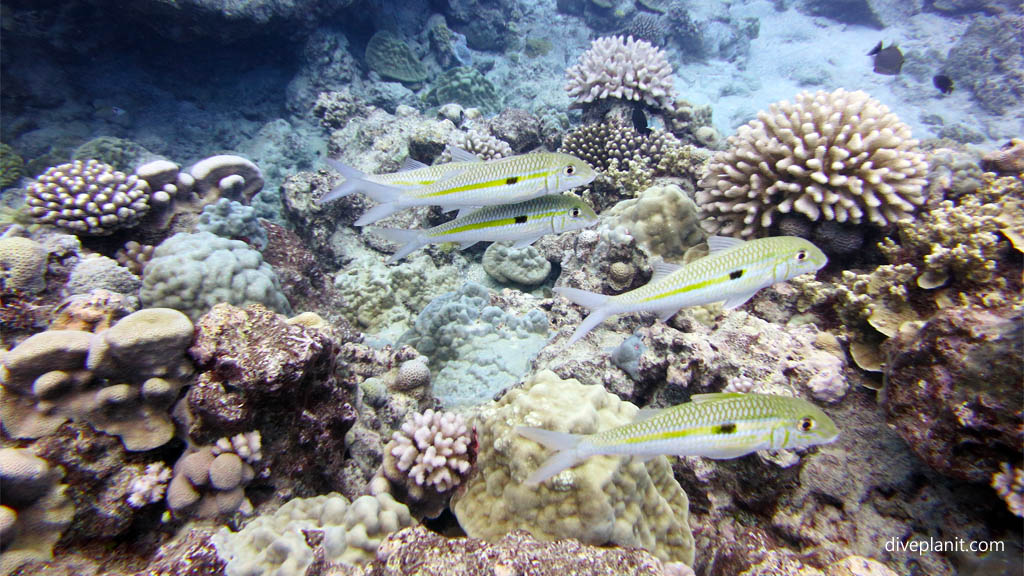 Yellowstripe Goatfish at Ednas Anchor diving Rarotonga in the Cook Islands by Diveplanit