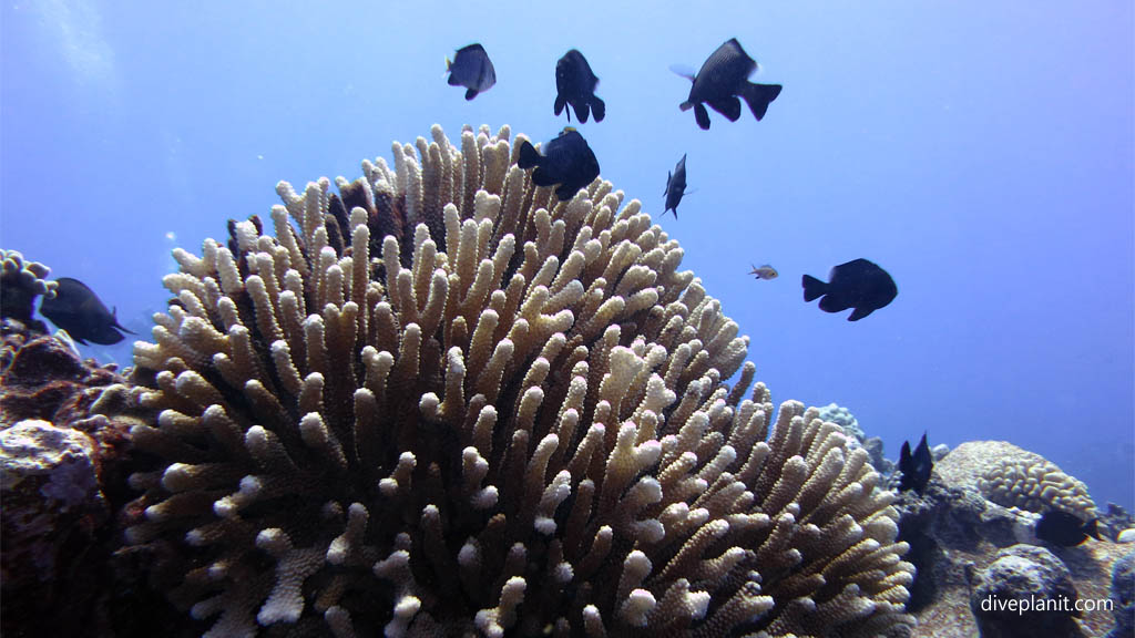 Humbugs above the coral at Sand River diving Rarotonga in the Cook Islands by Diveplanit