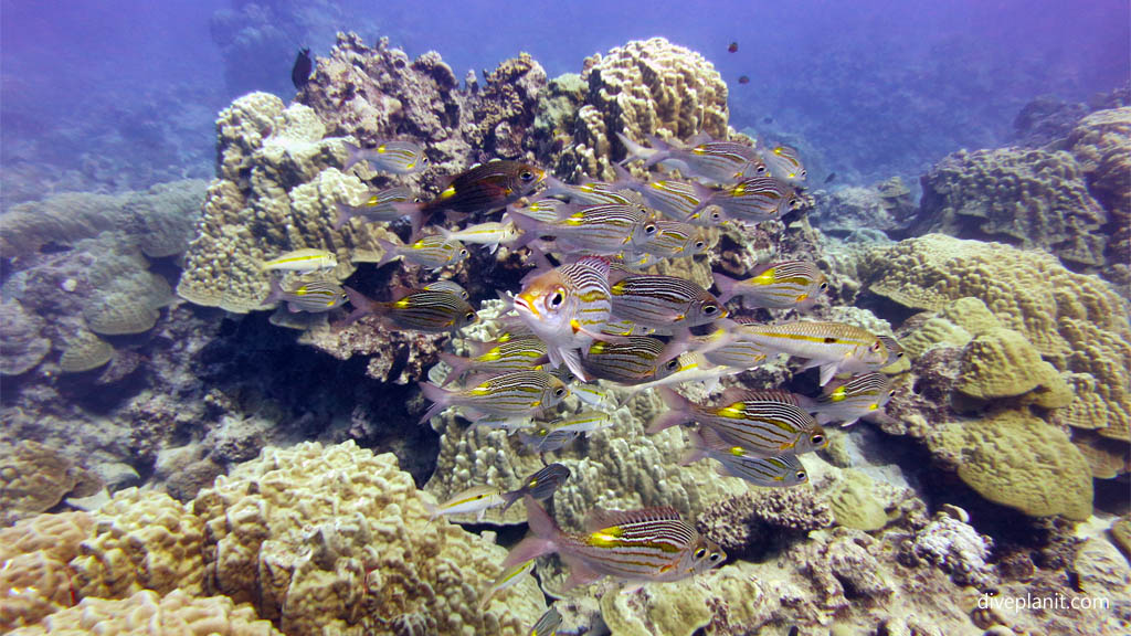 Coral Garden presents a hard coral lunar landscape actually home to lots of marine life like the whitemouth moray, pyramid butterflies and freckled hawkfish