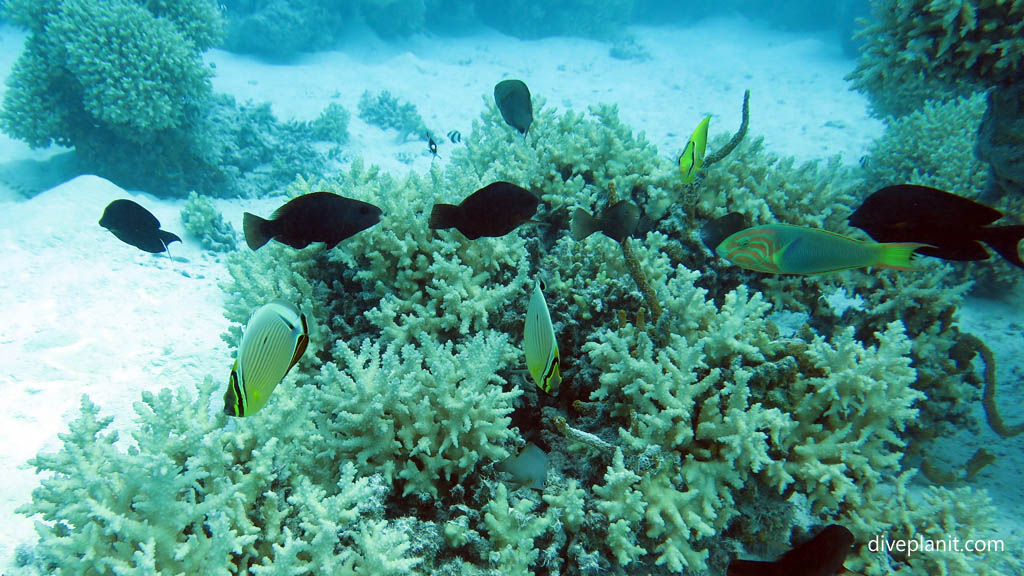 Coral with a variety of fish at Aitutaki Lagoon diving Aitutaki in the Cook Islands by Diveplanit