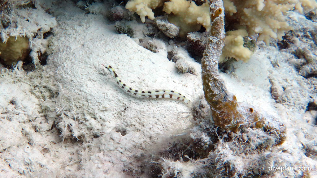 Pipefish at Aitutaki Lagoon diving Aitutaki in the Cook Islands by Diveplanit