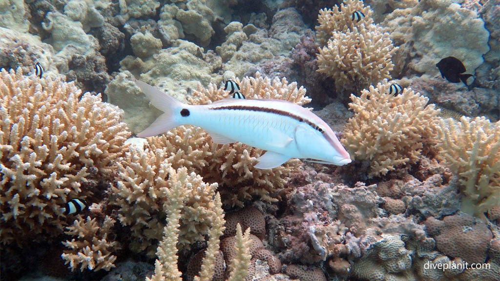 Dash Dot Goatfish at Aitutaki Lagoon diving Aitutaki in the Cook Islands by Diveplanit