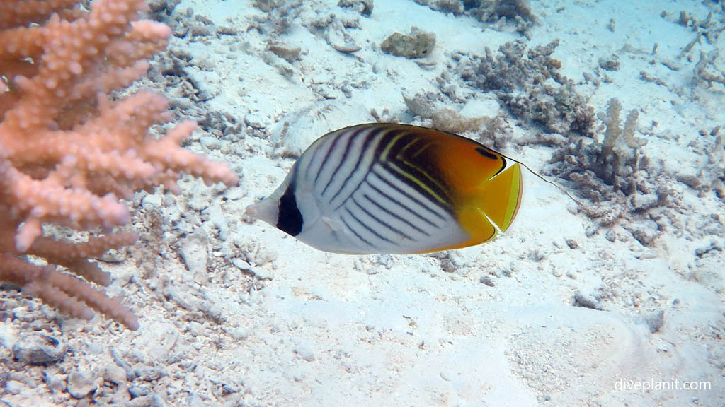 Threadfin Butterflyfish at Aitutaki Lagoon diving Aitutaki in the Cook Islands by Diveplanit