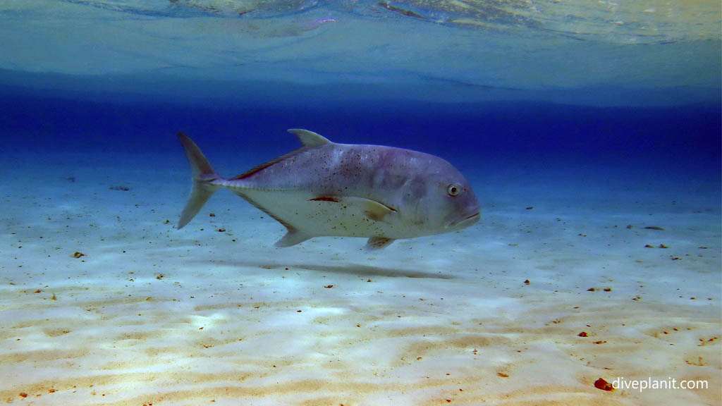 Stalking trevally at Aitutaki Lagoon diving Aitutaki in the Cook Islands by Diveplanit