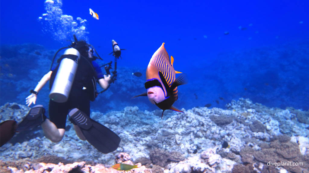 Emperor Angel arrives for a feed at Arutanga Passage diving Aitutaki in the Cook Islands by Diveplanit