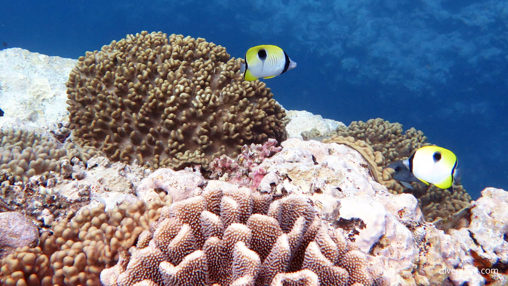 Teardrop butterflies on the reef at Arutanga Passage diving Aitutaki in the Cook Islands by Diveplanit