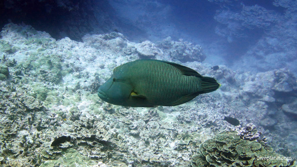 Napolean wrasse at Arutanga Passage diving Aitutaki in the Cook Islands by Diveplanit