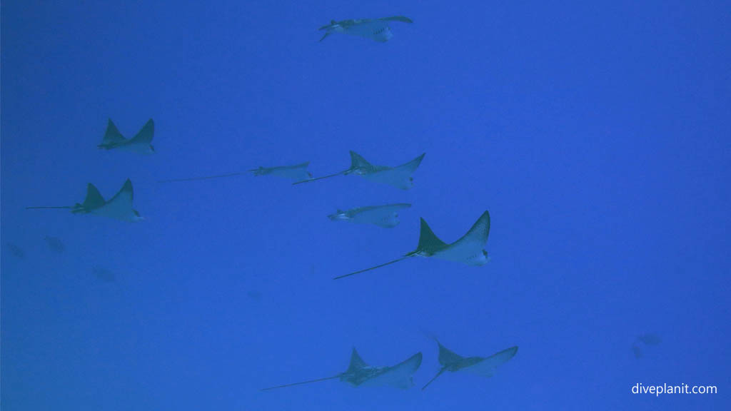 Eagle rays above at Arutanga Passage diving Aitutaki in the Cook Islands by Diveplanit