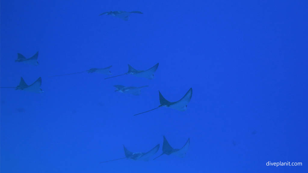 Eagle rays above diving Aitutaki with Bubbles Below Dive Centre in the Cook Islands by Diveplanit