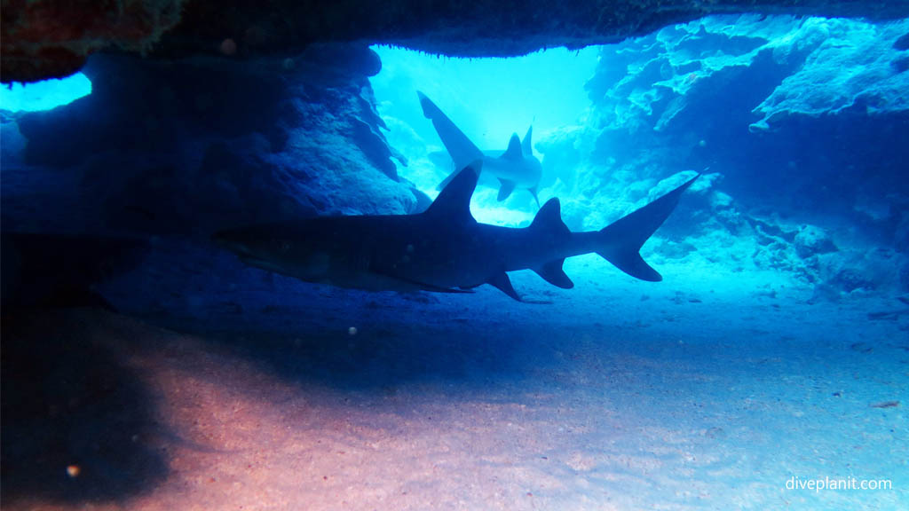 White tipped reef sharks disturbed from their cave at Arutanga Passage diving Aitutaki in the Cook Islands by Diveplanit