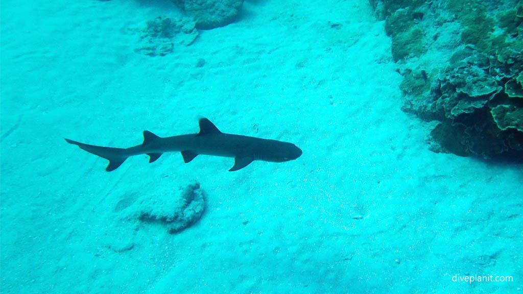 White tipped reef shark below diving Aitutaki with Bubbles Below Dive Centre in the Cook Islands by Diveplanit