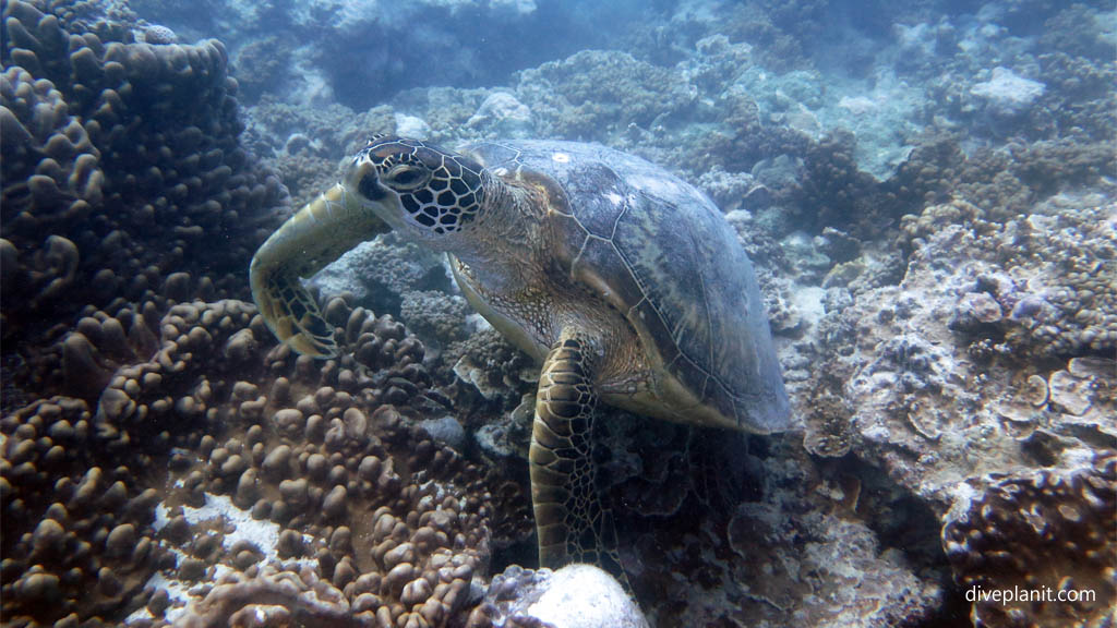 Green turtle decides to leave diving Aitutaki with Bubbles Below Dive Centre in the Cook Islands by Diveplanit