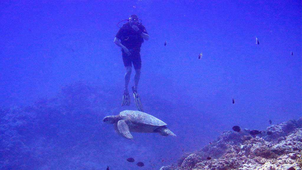 Dive above turtle at Arutanga Passage diving Aitutaki in the Cook Islands by Diveplanit