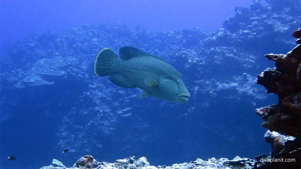 Napolean wrasse at Black Rock diving Aitutaki in the Cook Islands by Diveplanit