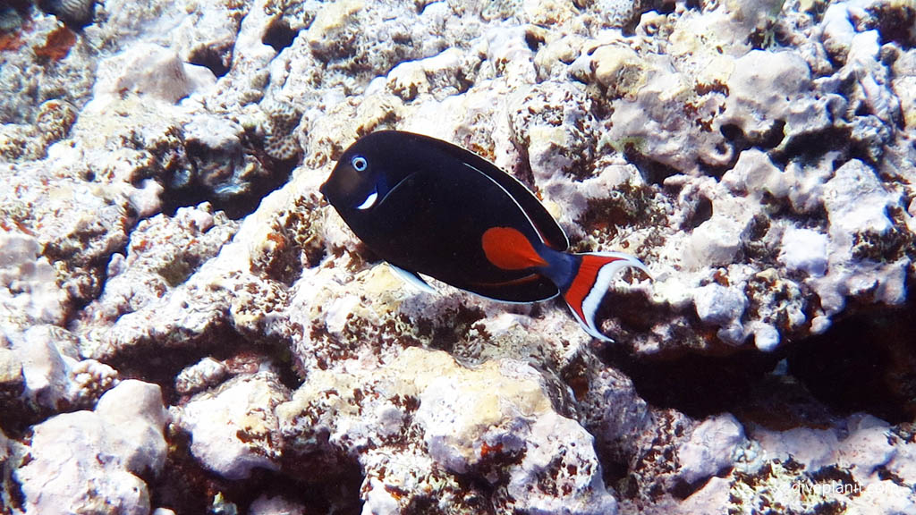 Archilles Tang at Black Rock diving Aitutaki in the Cook Islands by Diveplanit