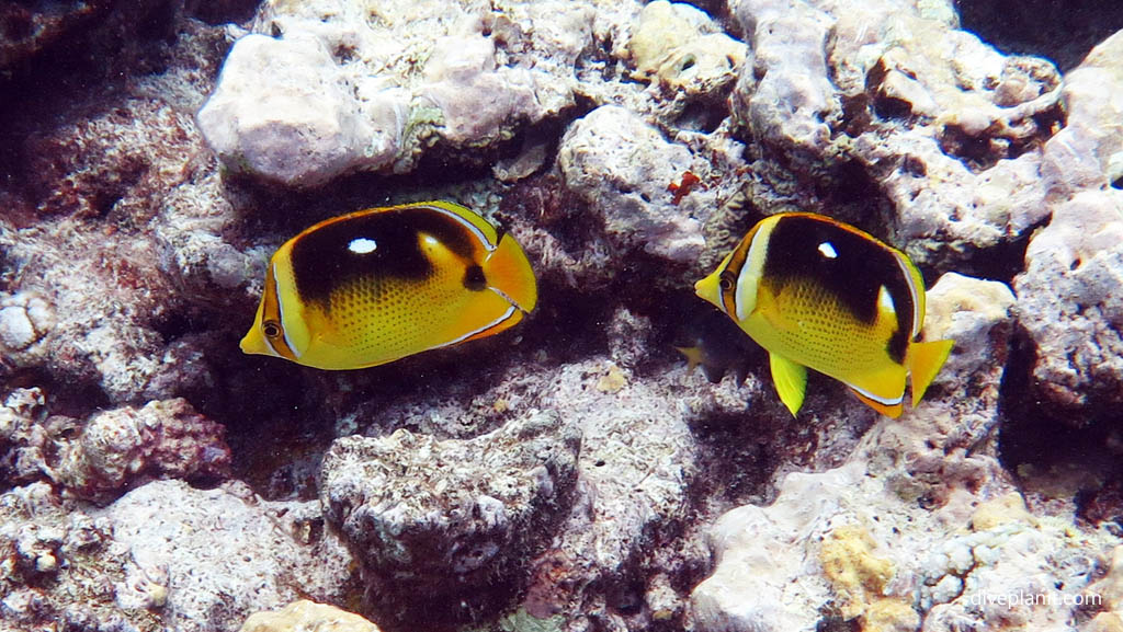 Two Fourspot Butterflyfish at Black Rock diving Aitutaki in the Cook Islands by Diveplanit