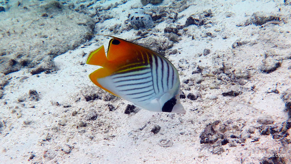 Threadfin Butterflyfish at Rarotonga Lagoon diving Rarotonga in the Cook Islands by Diveplanit