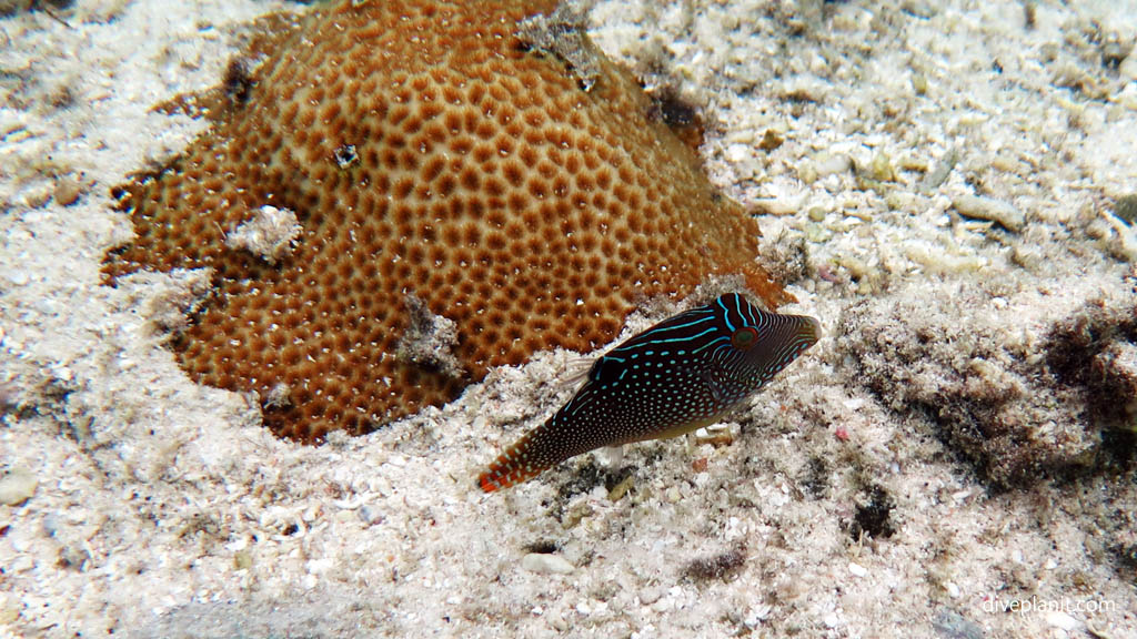 Solanders Toby at Rarotonga Lagoon diving Rarotonga in the Cook Islands by Diveplanit