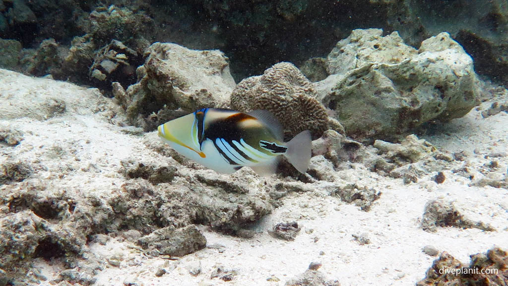 Hawaian or Picasso Trigger at Rarotonga Lagoon diving Rarotonga in the Cook Islands by Diveplanit