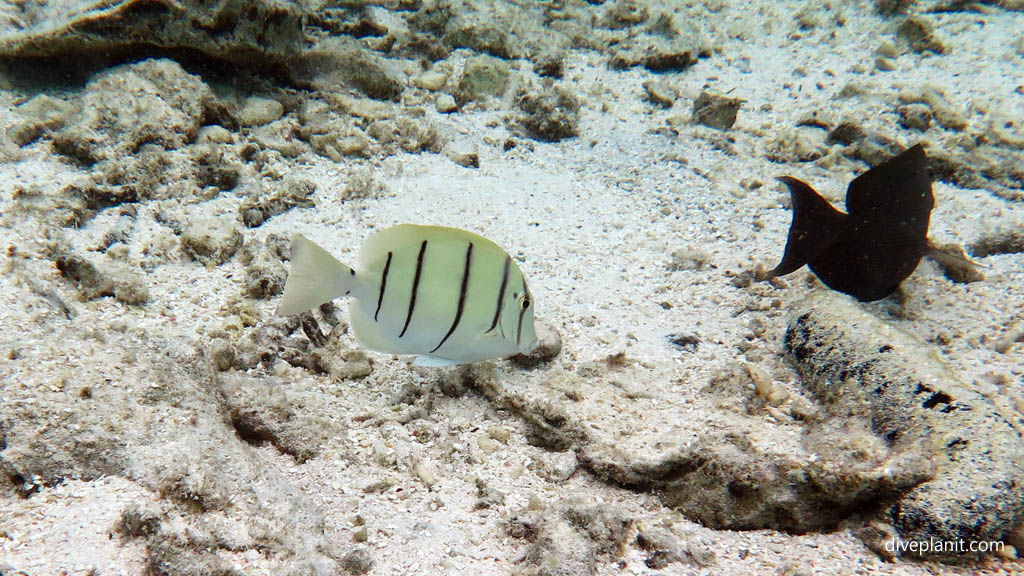 Convict Surgeonfish at Rarotonga Lagoon diving Rarotonga in the Cook Islands by Diveplanit