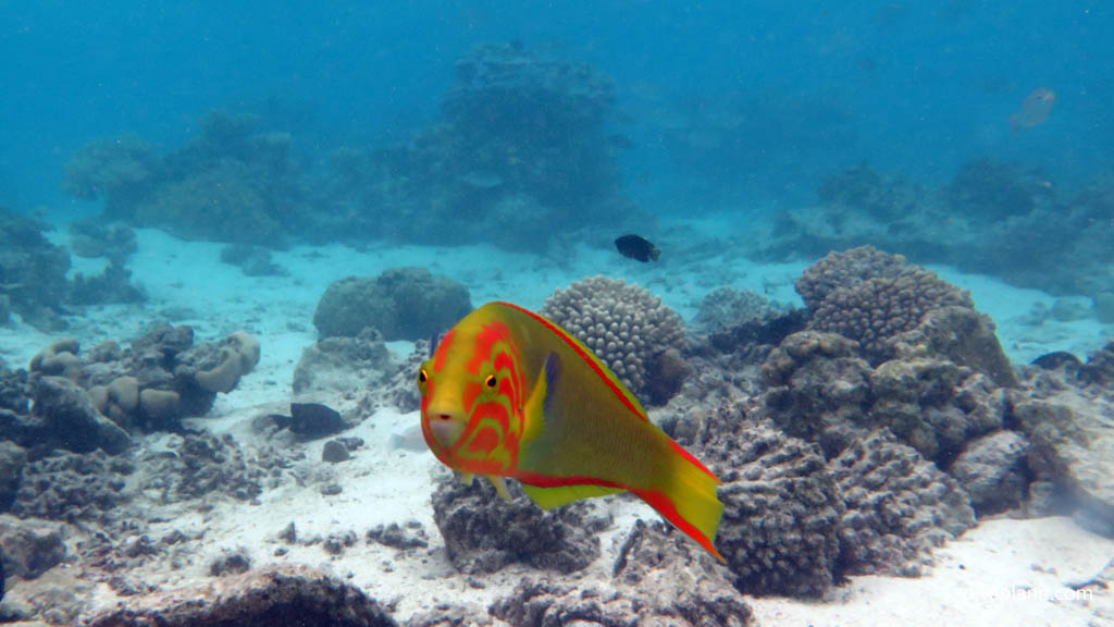 Sunset Wrasse at Rarotonga Lagoon diving Rarotonga in the Cook Islands by Diveplanit