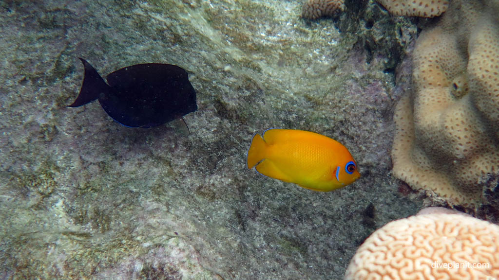 Lemon Peel Angel at Rarotonga Lagoon diving Rarotonga in the Cook Islands by Diveplanit