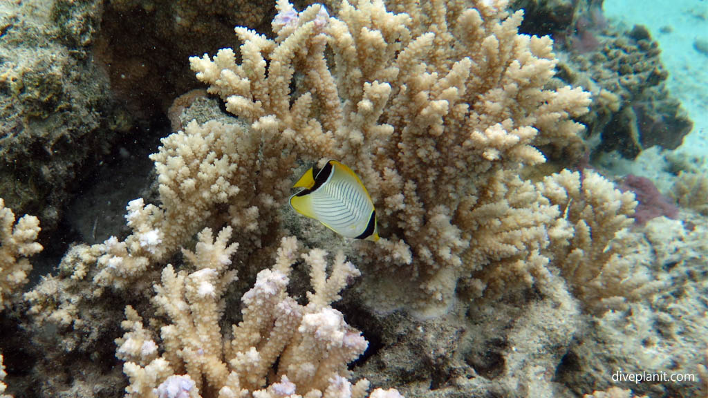 Chevron butterflyfish juv or variant at Rarotonga Lagoon diving Rarotonga in the Cook Islands by Diveplanit