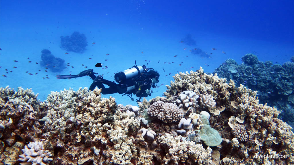 Diver above the reef at Ednas Anchor diving Rarotonga in the Cook Islands by Diveplanit