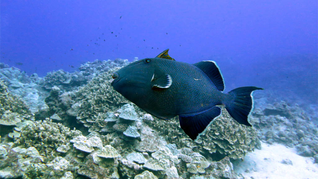 Blue triggerfish diving Rarotonga at Ednas Anchor in the Cook Islands by Diveplanit