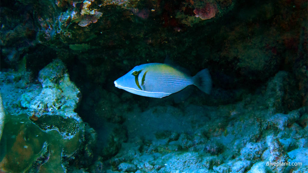 Scythe triggerfish at Ednas Anchor diving Rarotonga in the Cook Islands by Diveplanit