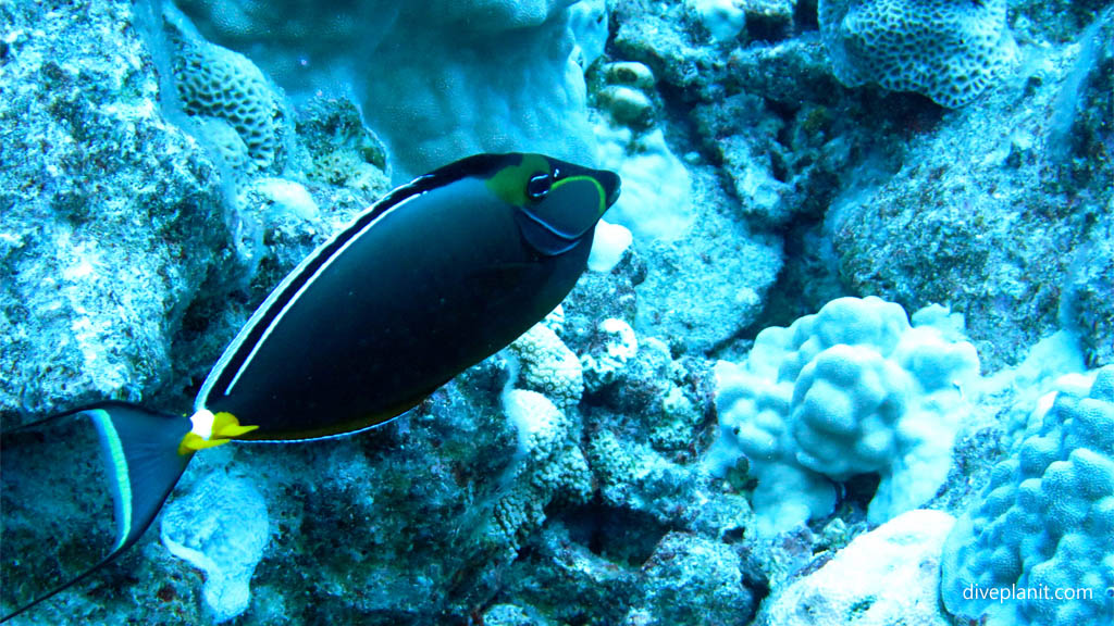 Mimic surgeonfish at Ednas Anchor diving Rarotonga in the Cook Islands by Diveplanit