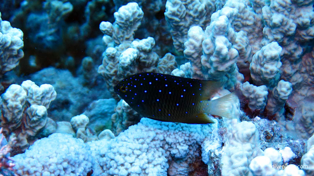 Jeweled Damsel at Ednas Anchor diving Rarotonga in the Cook Islands by Diveplanit