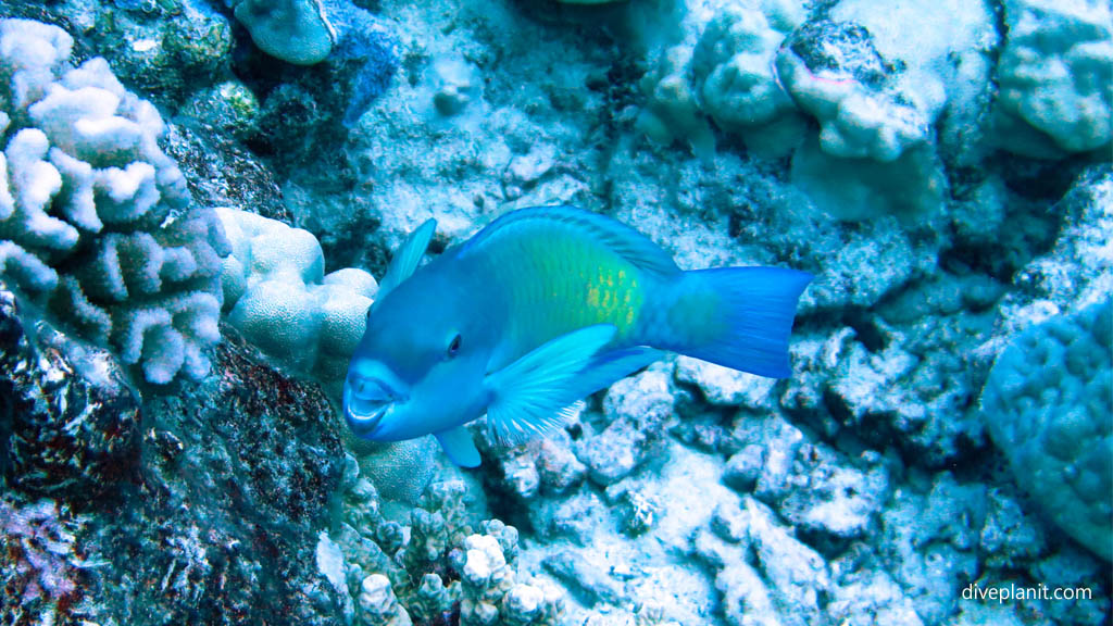 Parrotfish at Ednas Anchor diving Rarotonga in the Cook Islands by Diveplanit