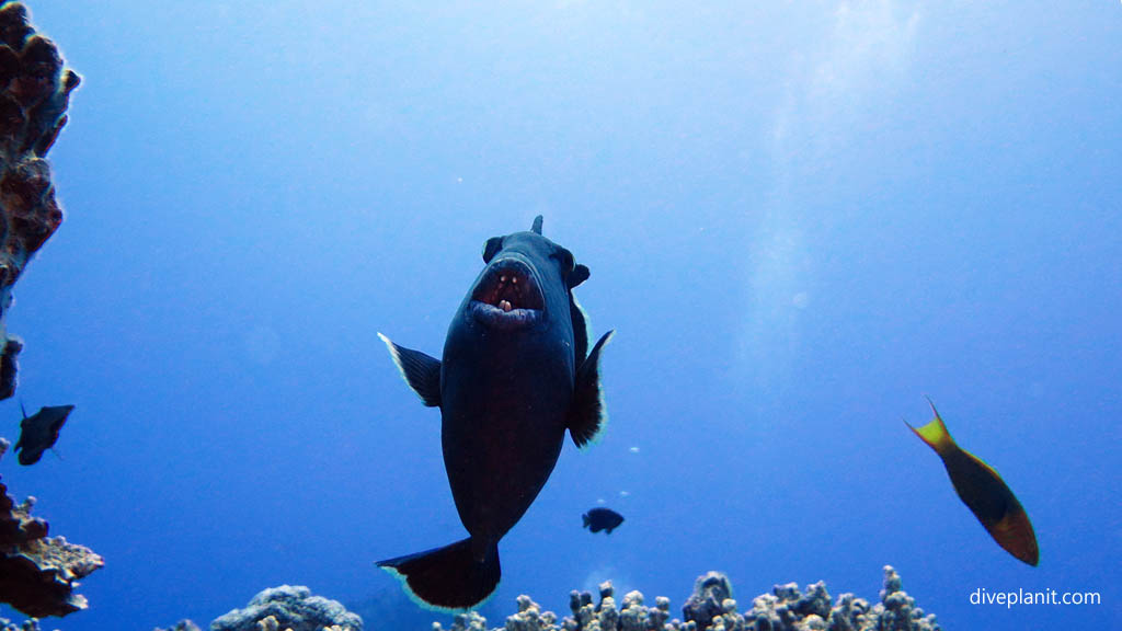 Blue triggerfish diving Rarotonga at Ednas Anchor in the Cook Islands by Diveplanit