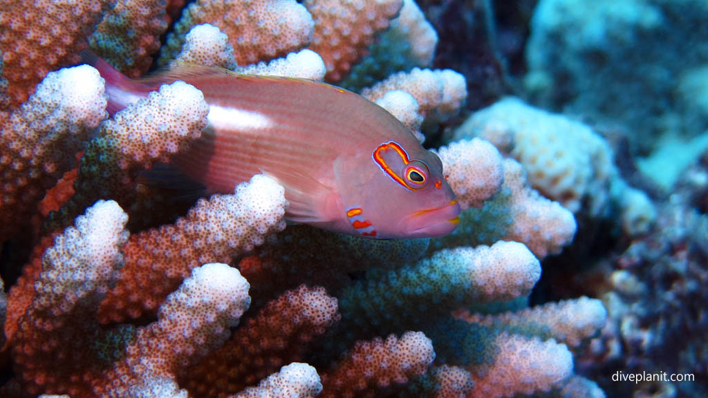 Arc-eye Hawkfish at Ednas Anchor diving Rarotonga in the Cook Islands by Diveplanit