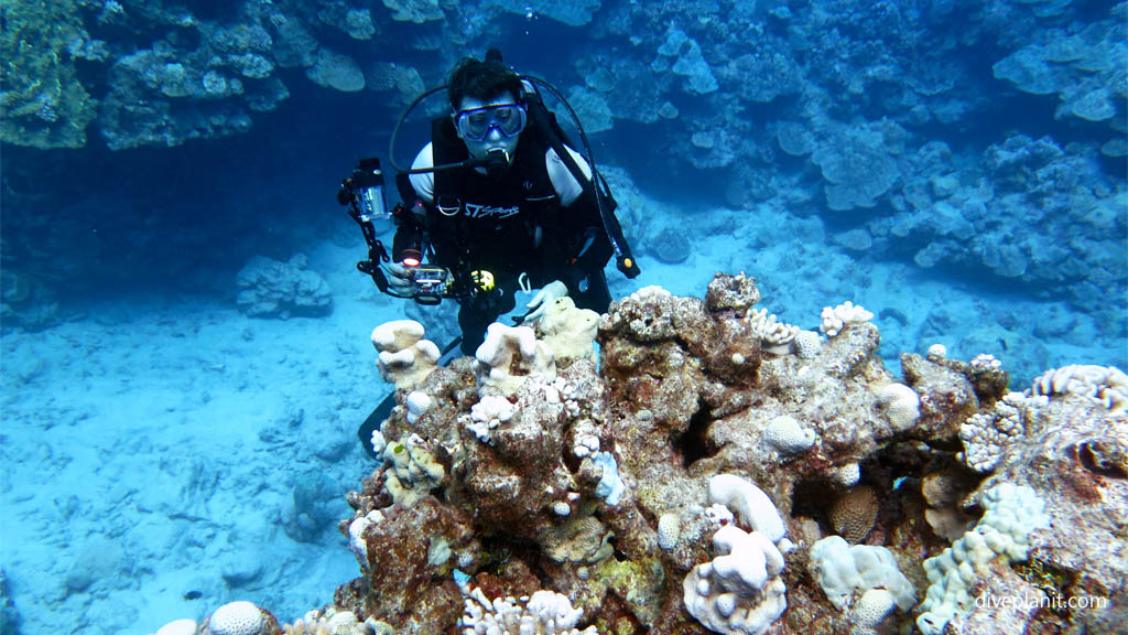 Diver amongst the corals diving Rarotonga at Ednas Anchor in the Cook Islands by Diveplanit
