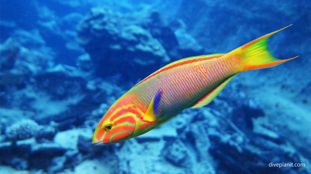 Sunset Wrasse against the blue background at Mataora Wreck diving Rarotonga in the Cook Islands by Diveplanit