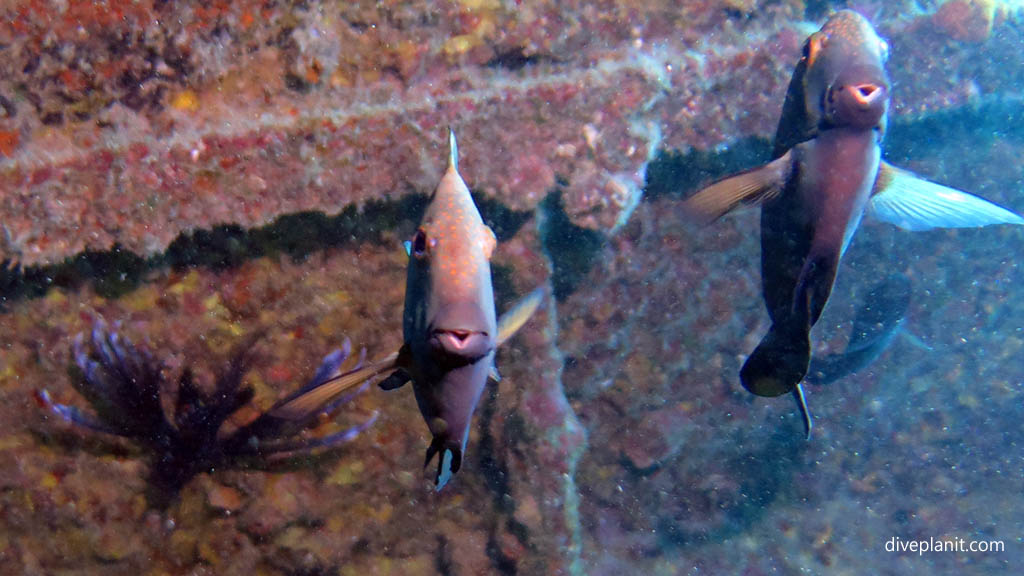 Brown tangs caught unawares at Mataora Wreck diving Rarotonga in the Cook Islands by Diveplanit